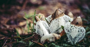 An obscure unidentified Hawaiian mushroom growing out of the ground