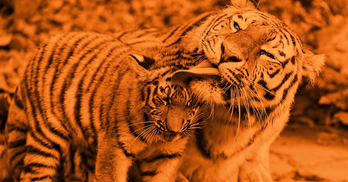 How An Actual Tiger Mother Raises Her Cubs
