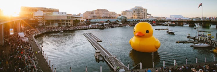 rubber duckie