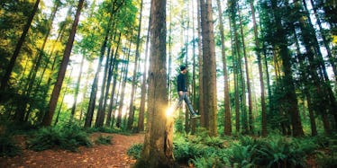 A man in the sunlit forest, standing on one side of the tree as if he is walking on the air