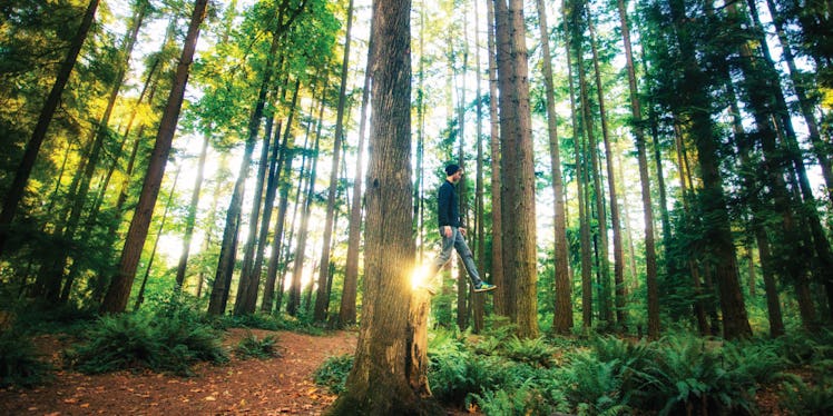 A man in the sunlit forest, standing on one side of the tree as if he is walking on the air