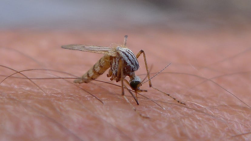 Frozen Sperm Helps Prevent Spread Of Zika