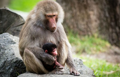 A baboon mother and baby 