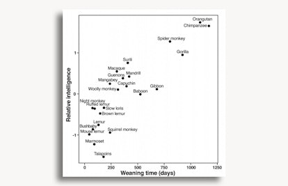 Primate Weaning Time
