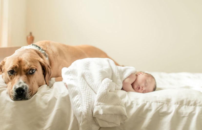 A newborn baby lying in bed next to a large brown dog