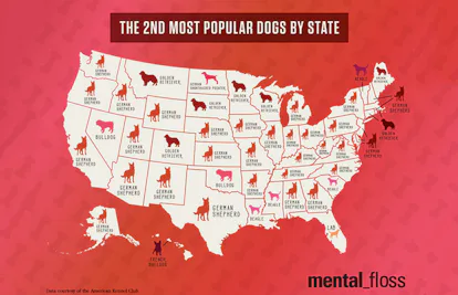 State Dog Map A State-By-State Map Of The Most Popular Dog Breeds