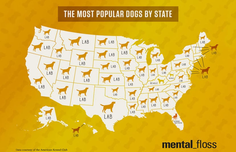 the-most-popular-dogs-by-state
