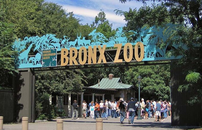 bronx zoo