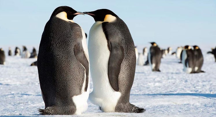 emperor penguin couple