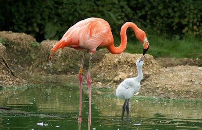 flamingo feeding