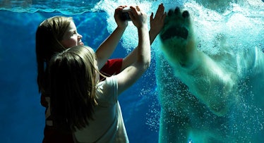 girls in zoo with polar bear