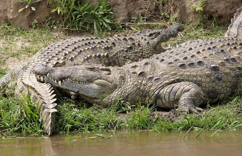 nile crocodile couple