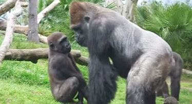 gorilla disciplining offspring