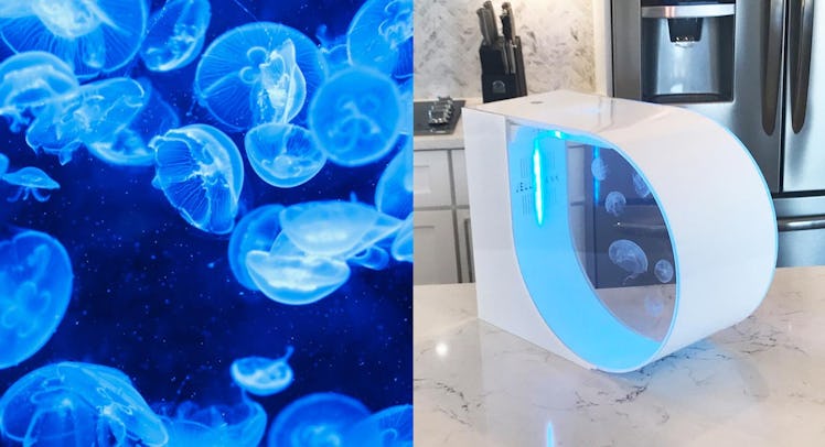 jellytank home jellyfish tank