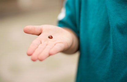 toddler holding ladybug