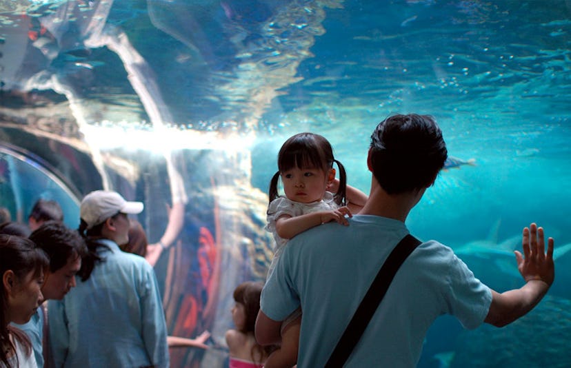 toddler and father at aquarium