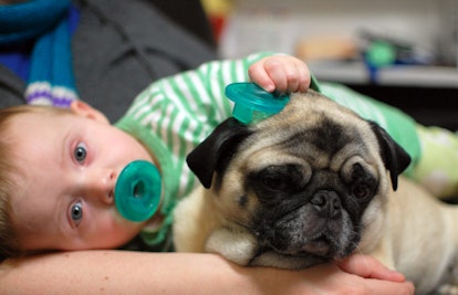 baby and pug