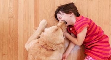 golden retriever licking girl