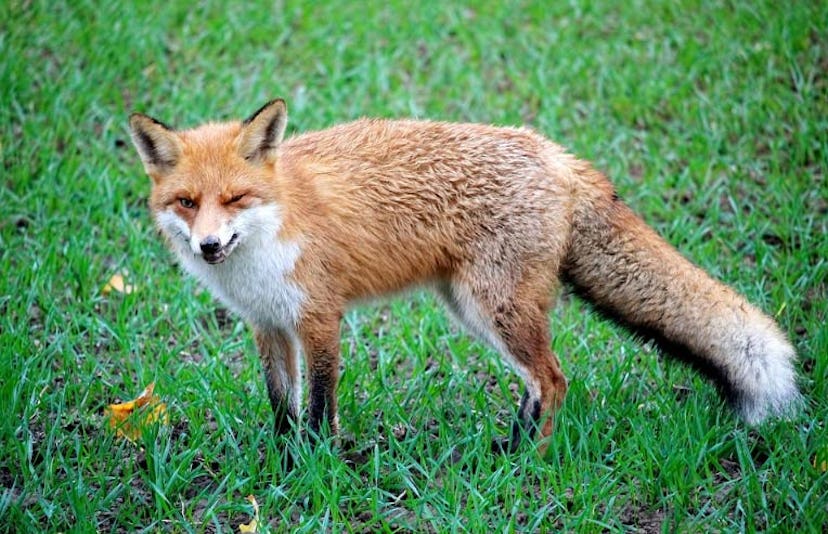 red fox