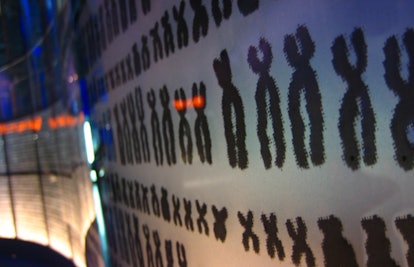 wall of chromosomes