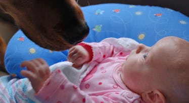 dog sniffing baby