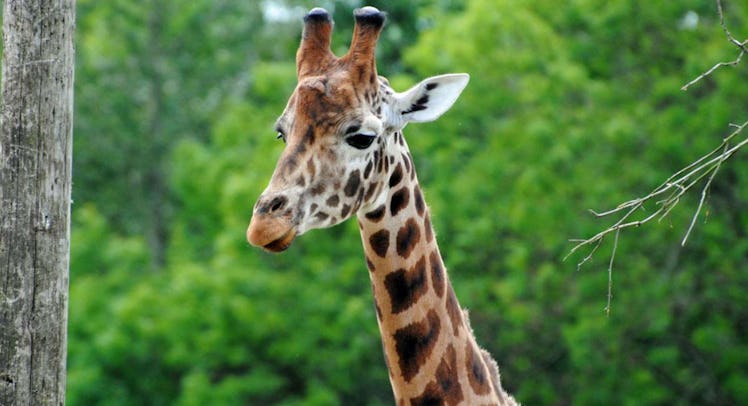 giraffe