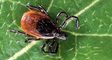 deer tick