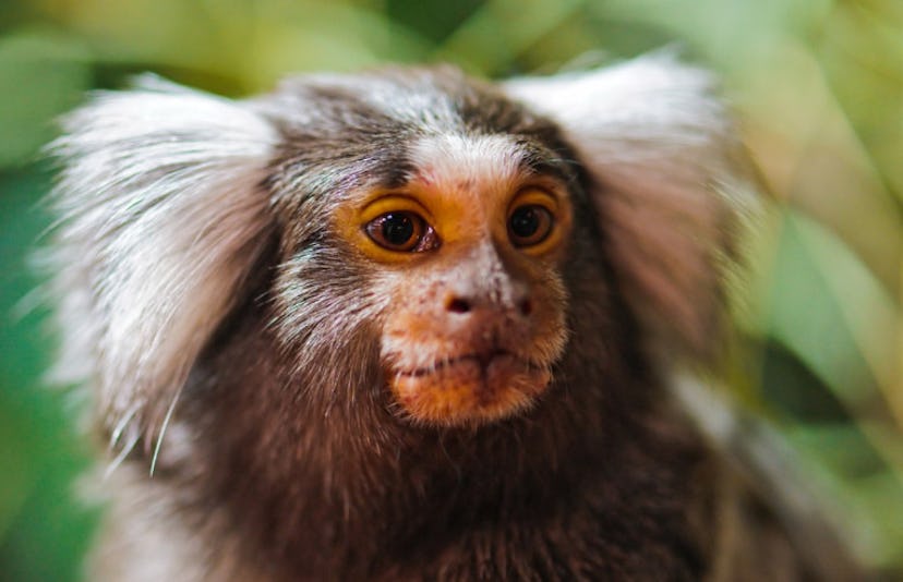 marmoset