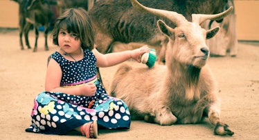 girl brushing goat in farm