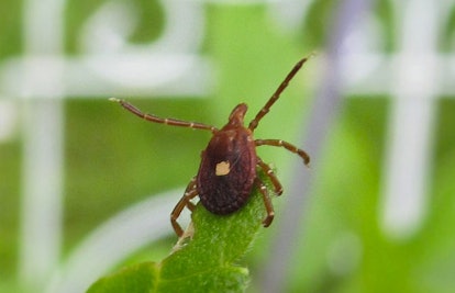 lone star tick