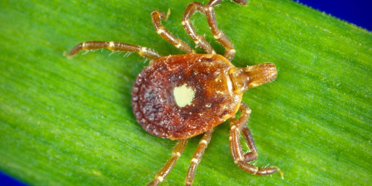 lone star tick