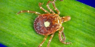 lone star tick