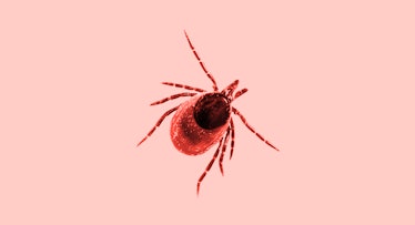 A tick on a pink background