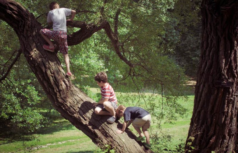 boys climbing tree