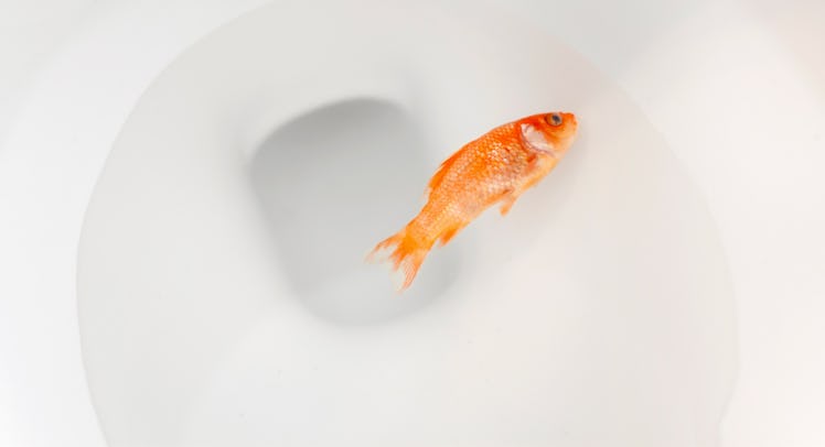 death of a goldfish