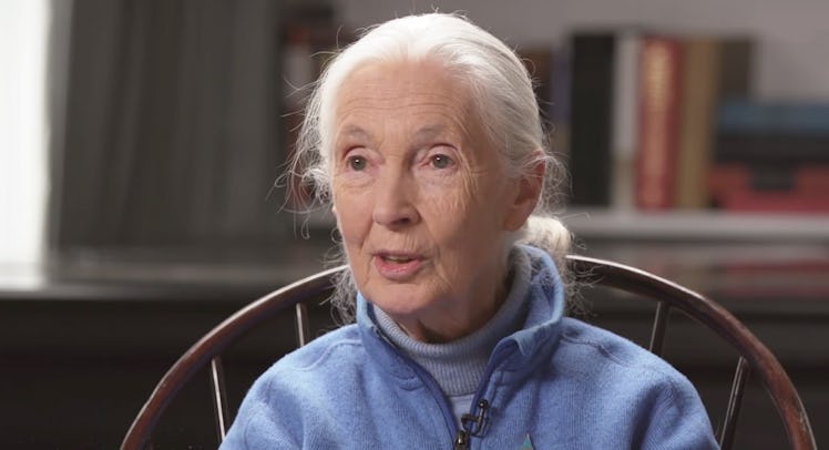 Jane Goodall