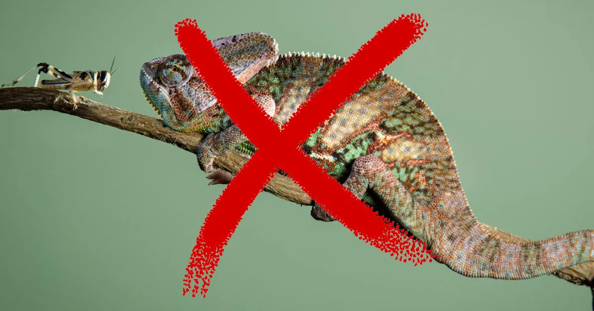 Neglect Lizard Three Out of Four Reptiles Don't Live More Than a Year as Pets