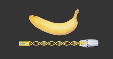 A banana isolated on a black background with a DNA genetic sequence illustration below it