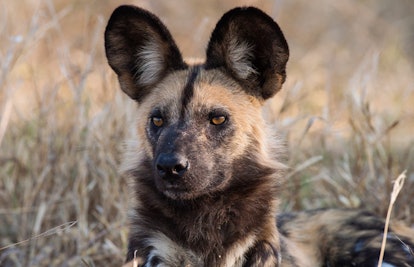 An African wild dog sitting in the grass