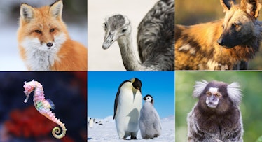 A collage of six animals from the animal kingdom