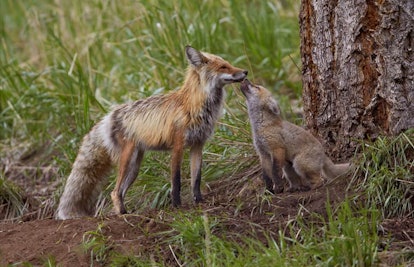 Two foxes touching noses in a forest 