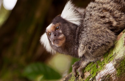 A common marmoset standing on a tree