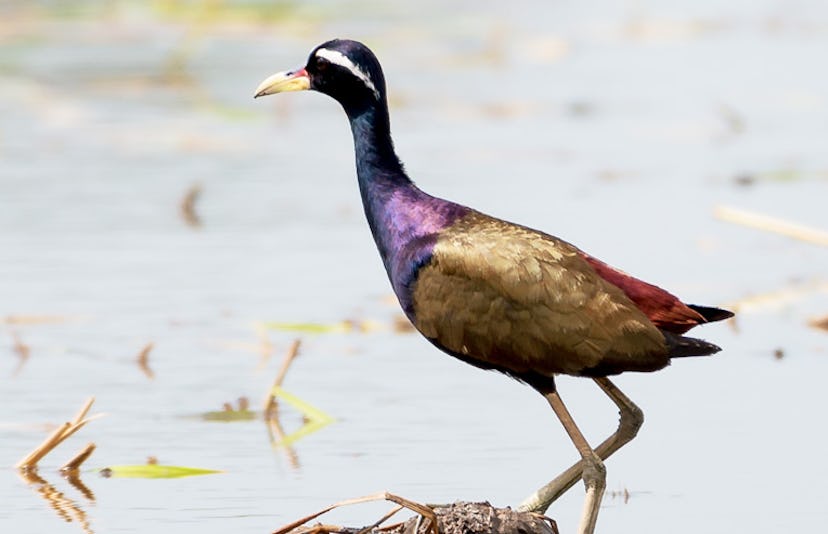 A northern Jacana walking in shallow water
