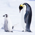 A parent penguin with children