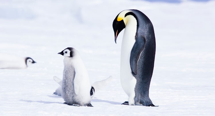 A parent penguin with children