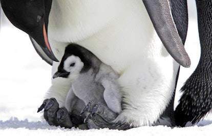 A senior emperor penguin keeping a baby emperor penguin warm between its legs 