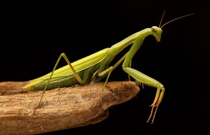 A praying mantis on a piece of wood