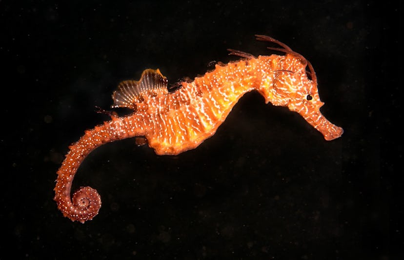 An orange seahorse
