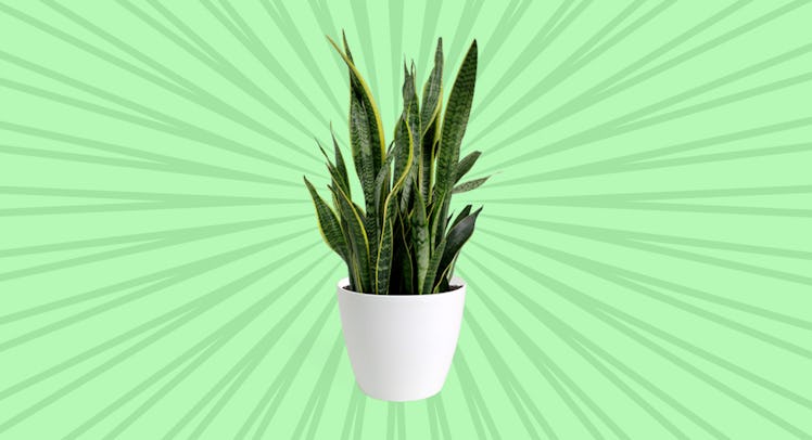 best houseplants