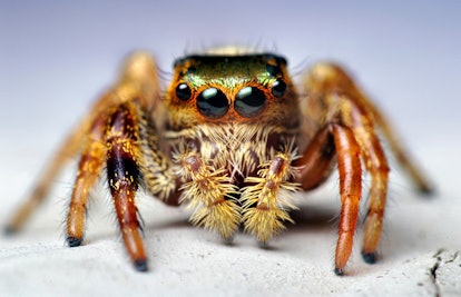 Jumping Spider on a white surface